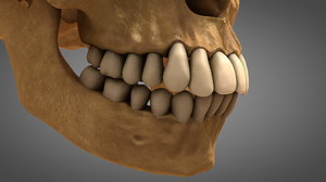 anatomical human skull teeth 3D model