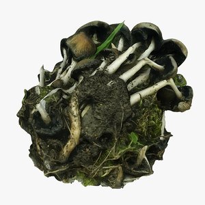 garden mushrooms model