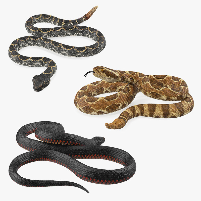 Rigged snakes 3D model TurboSquid 1408072