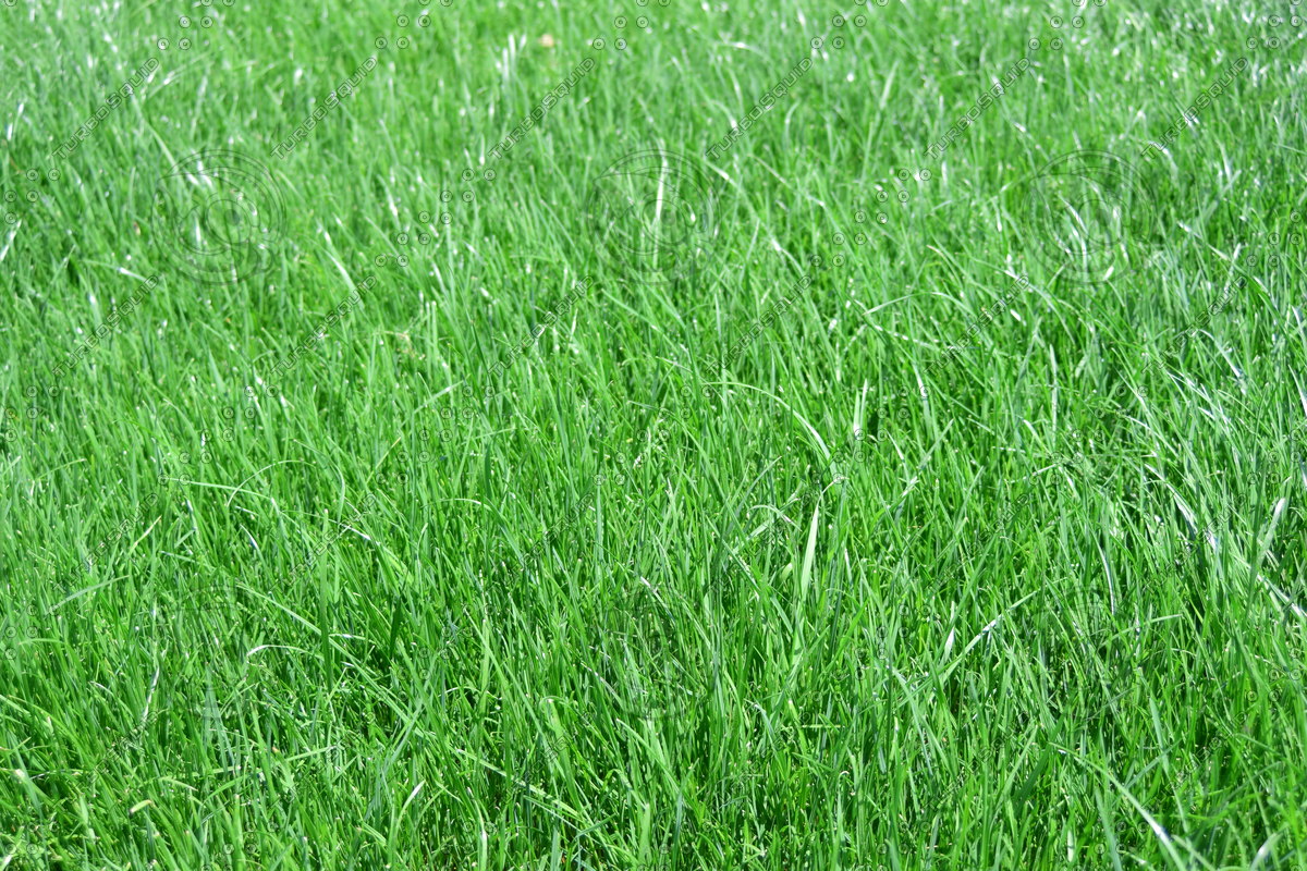 Texture JPEG grass green field