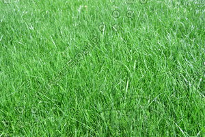 grass