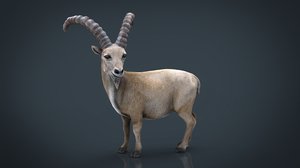 wild goat model