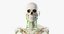 male skin skeleton lymphatic 3D
