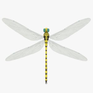 yellow dragonfly 3D