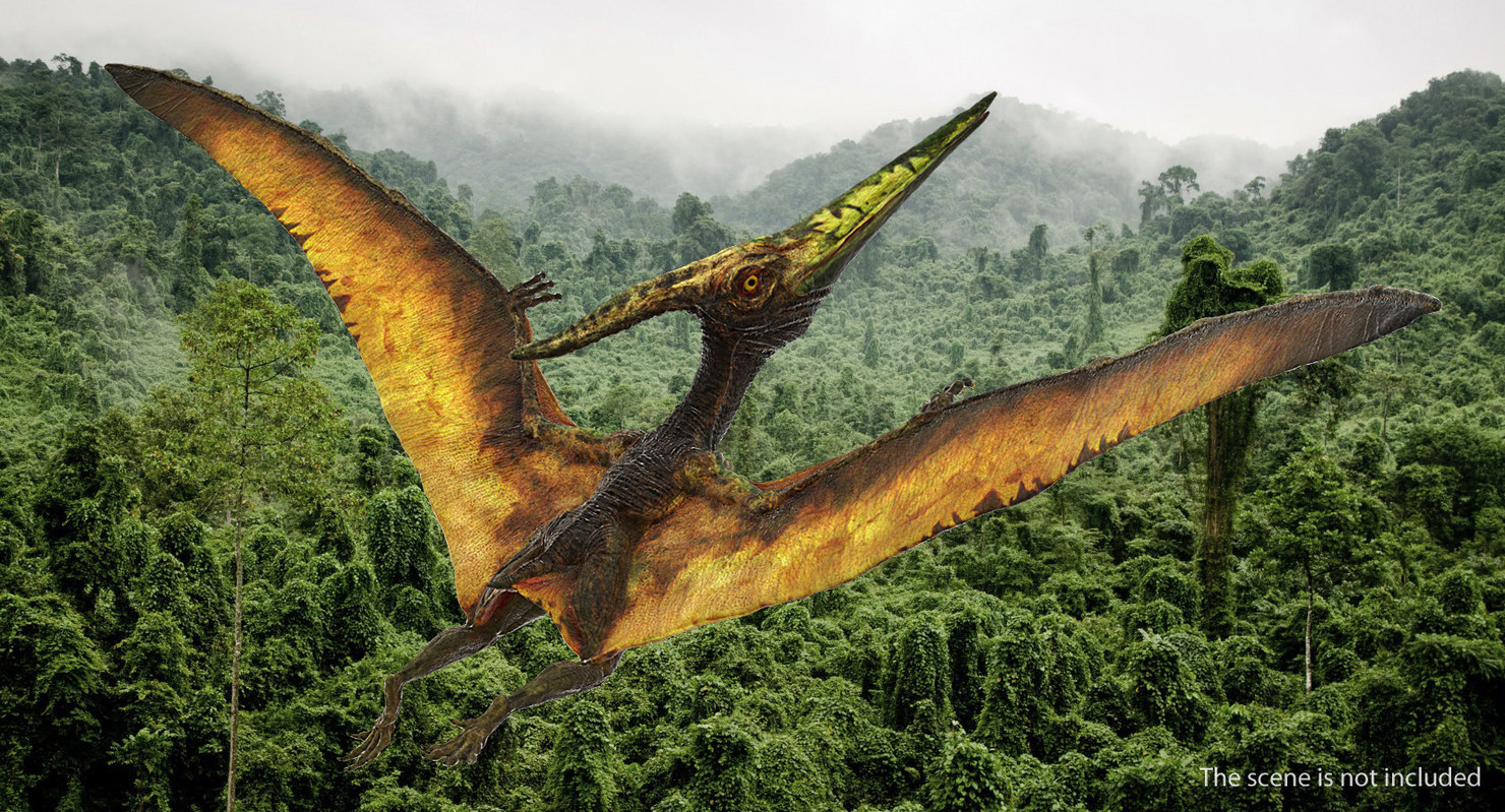 3D Other pteranodon carnivorous flying