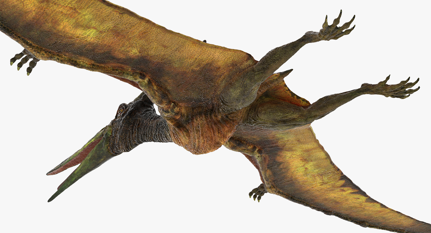 3D Other pteranodon carnivorous flying