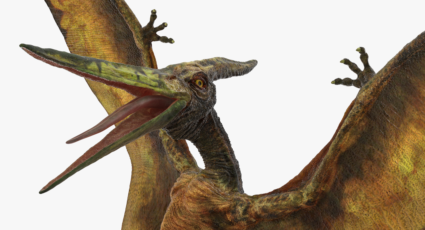 pteranodon carnivore