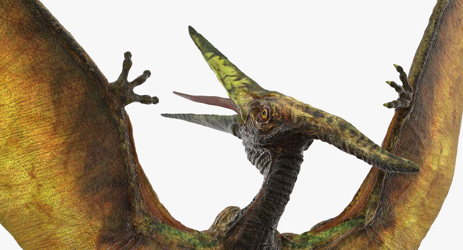 pteranodon carnivore