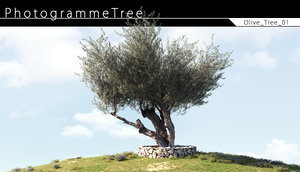 3D olive tree
