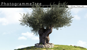 olive tree 3D