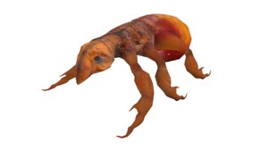 fleas insects 3D