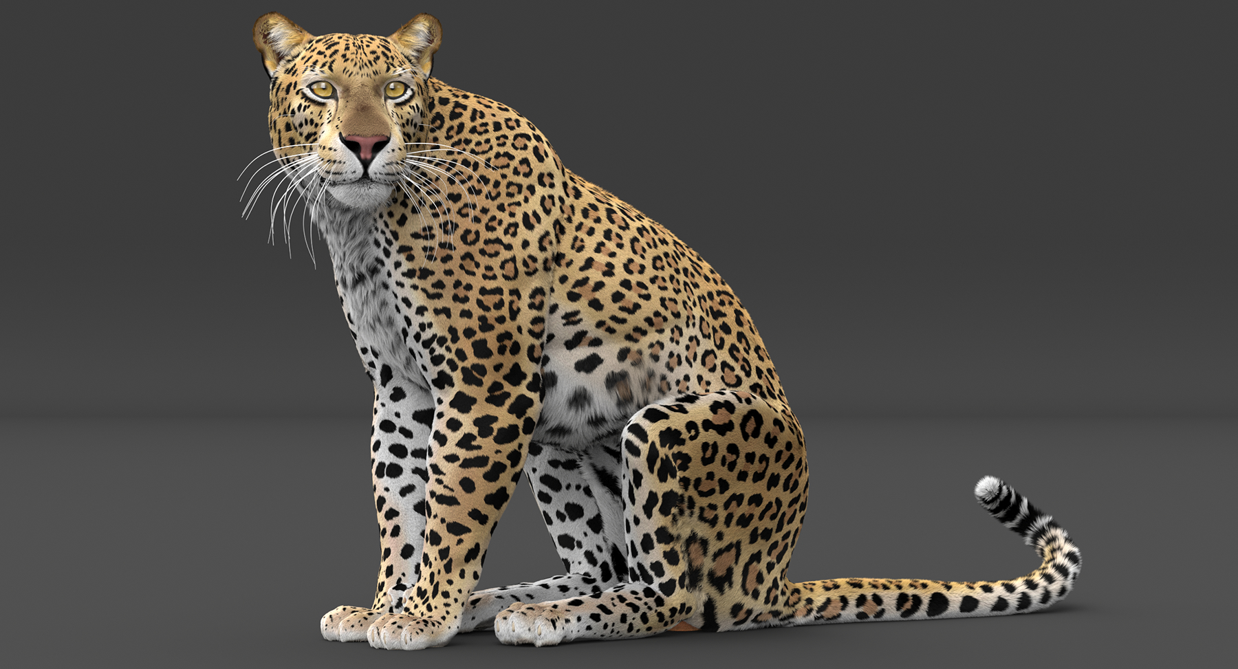 豹纹动画装饰毛皮3d模型