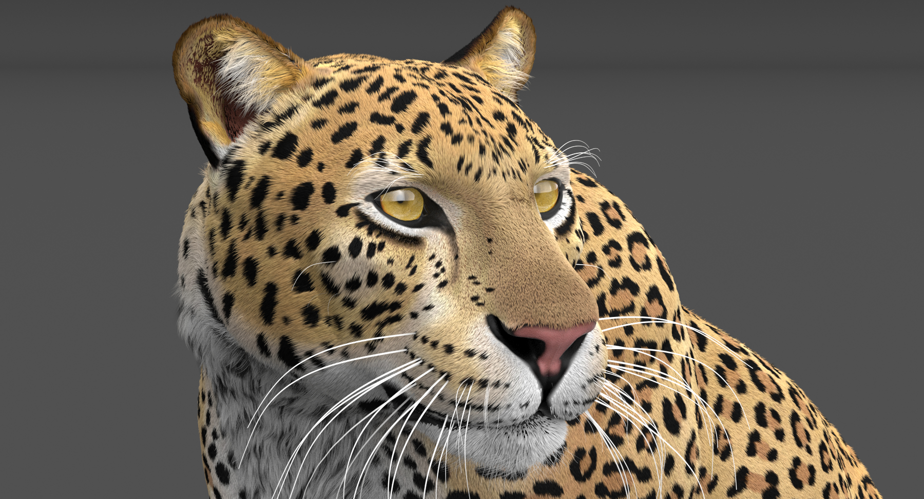 豹纹动画装饰毛皮3d模型