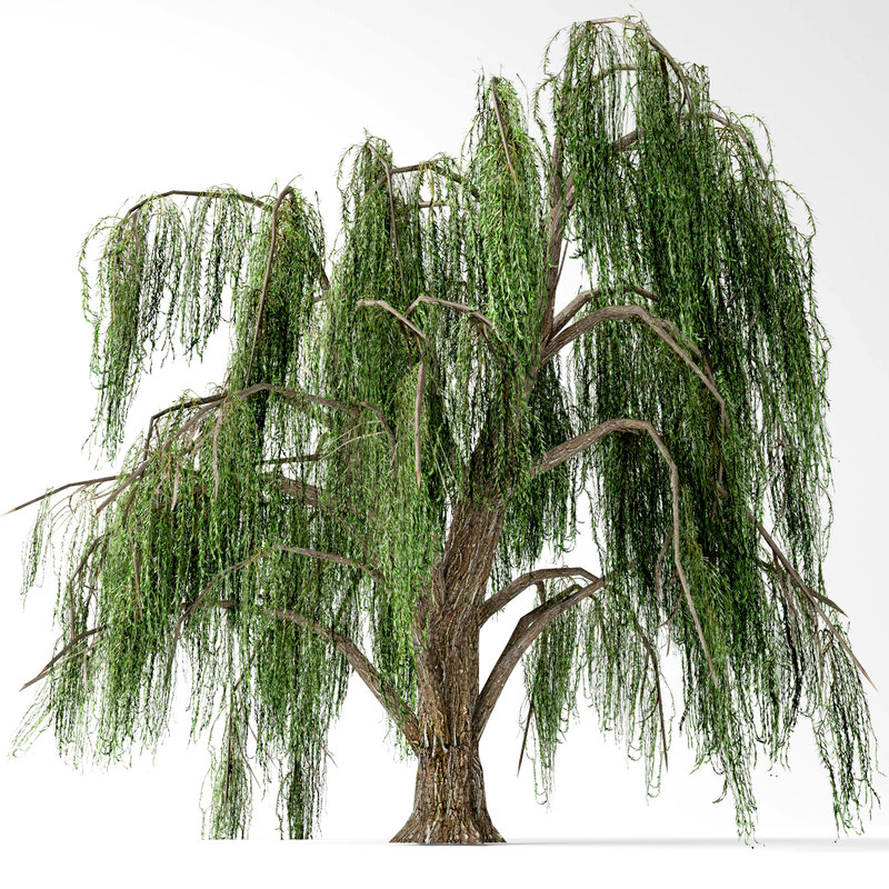 Weeping willow 3D model TurboSquid 1408976