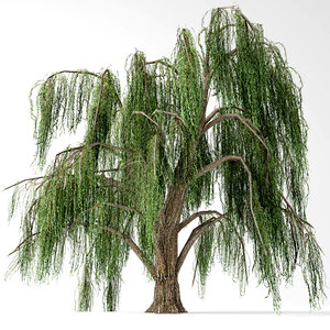 weeping willow 3D model