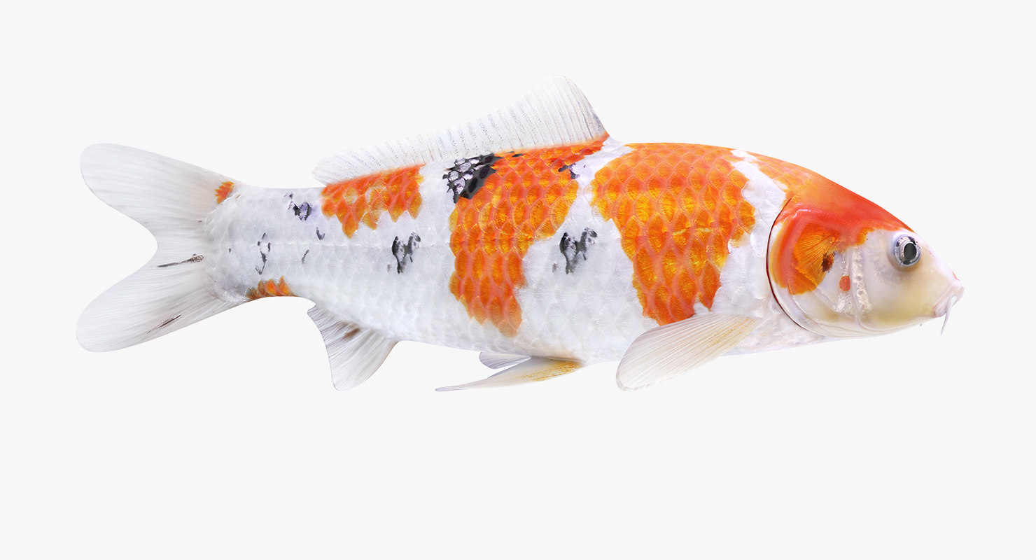 3D model koi fish animation TurboSquid 1409075