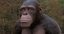 rigged chimpanzee 3D