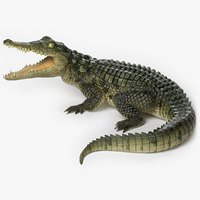 Crocodile