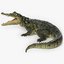 realistic crocodile 3D