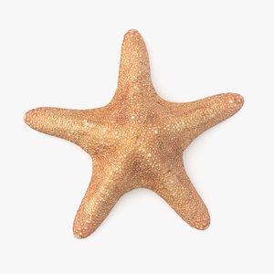starfish pbr model