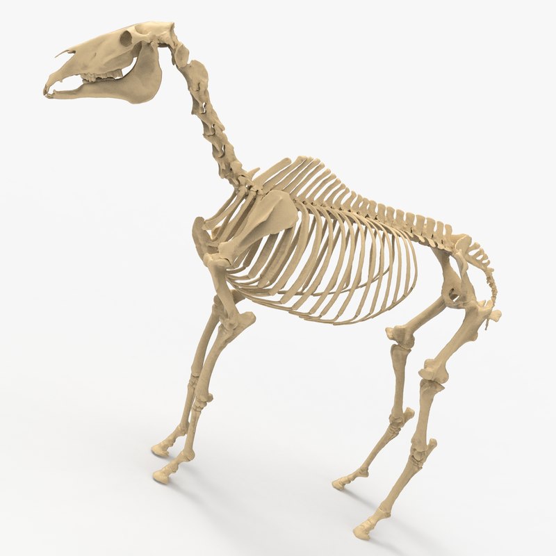 3D horse skeleton model - TurboSquid 1410633