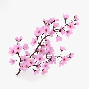 3D model cherry blossom