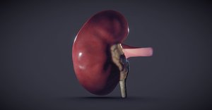 3D cross-section kidney model