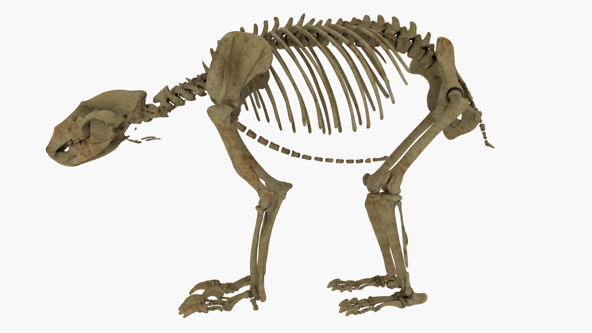 3D realistic bear skeleton rigging TurboSquid 1410920