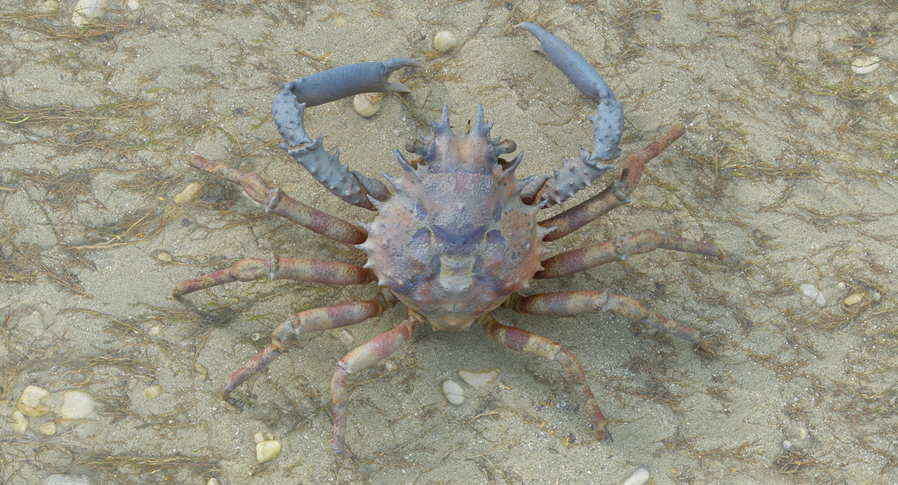 Decorator Spider Crab