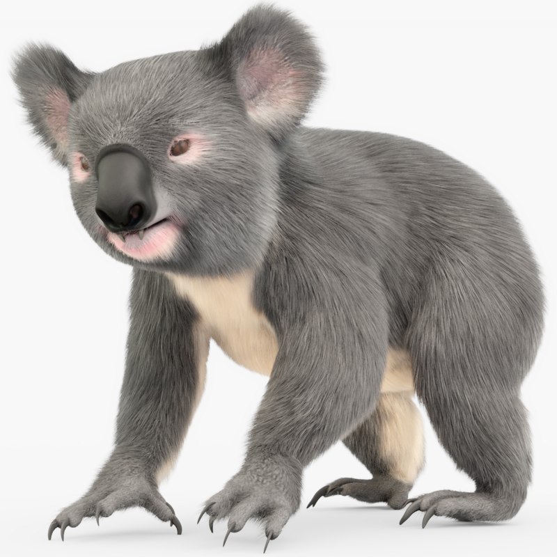 Rigged Koala 3D TurboSquid 1317893 Rigged Koala 3D TurboSquid 1317893