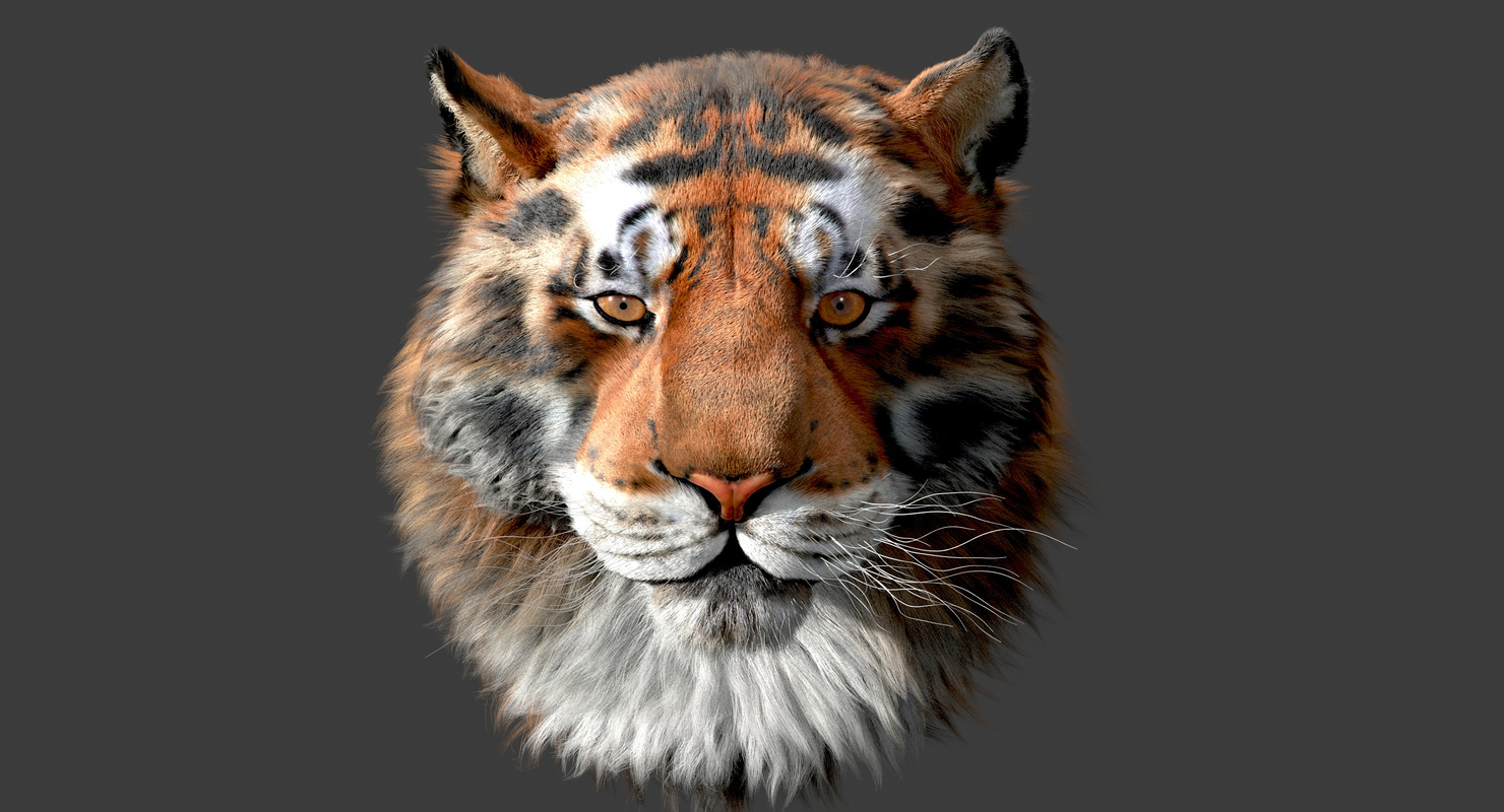 3D model tiger head - TurboSquid 1411173
