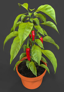 chili hot pepper pot model