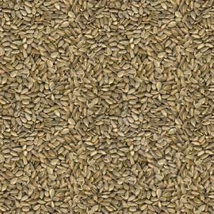 Sunflower Seeds Seamless Texture