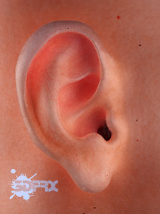ear medical realistic 3D
