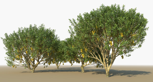 Modelo 3d Arboles De Mango Turbosquid 1411523