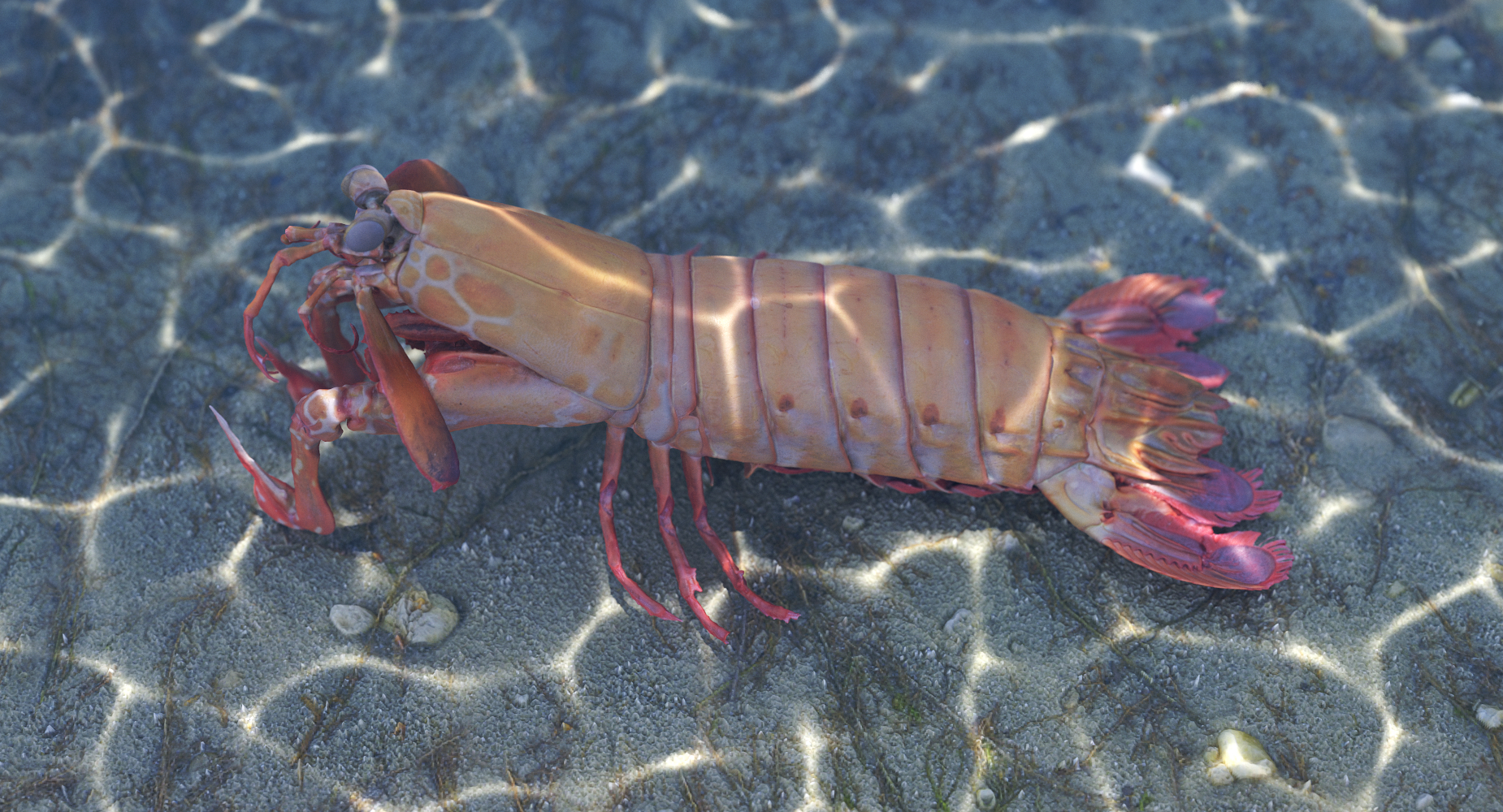 mantis shrimp 3d model