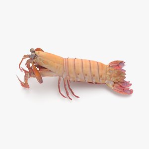 mantis shrimp 3D model