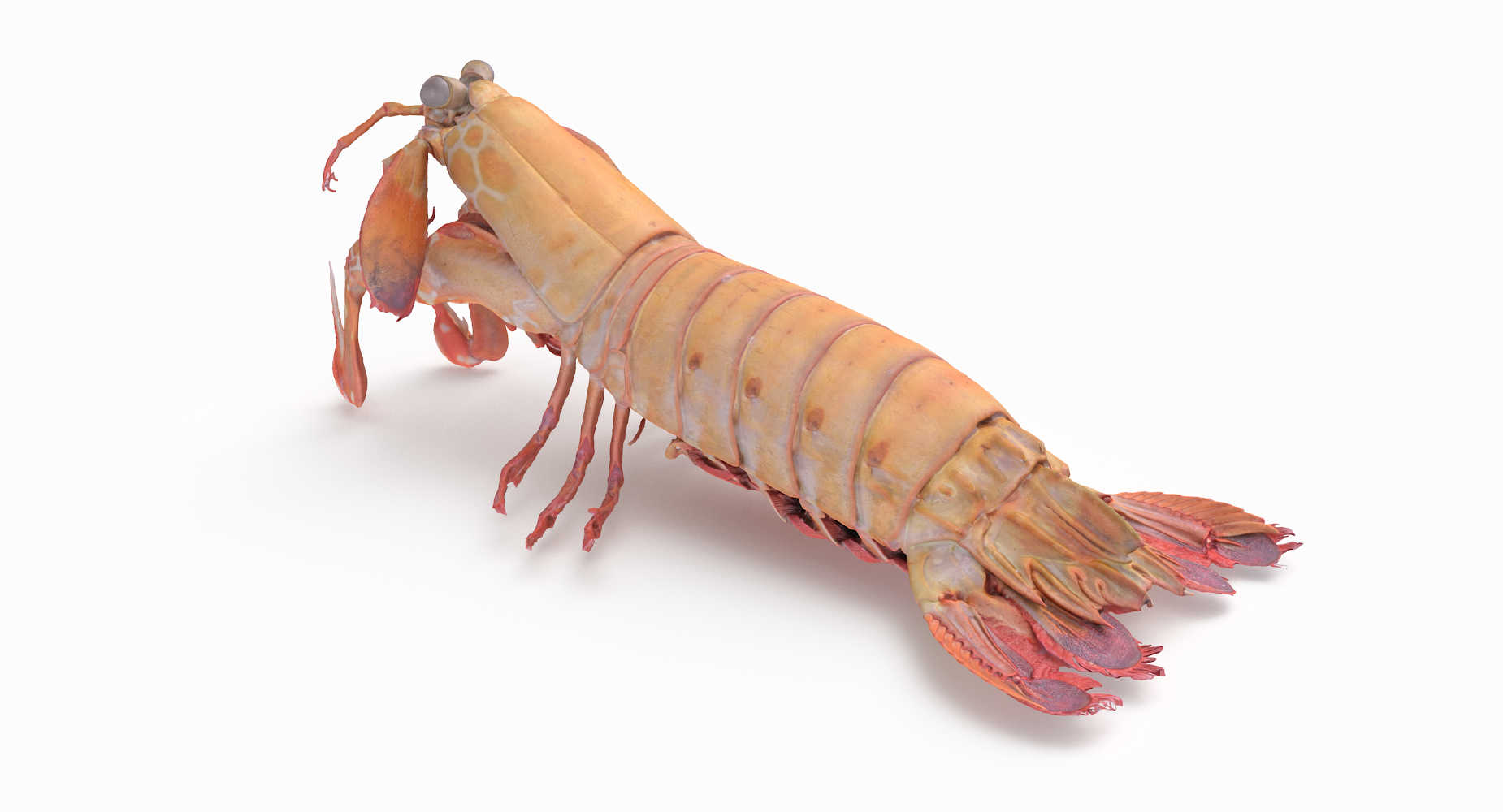 mantis shrimp 3d model