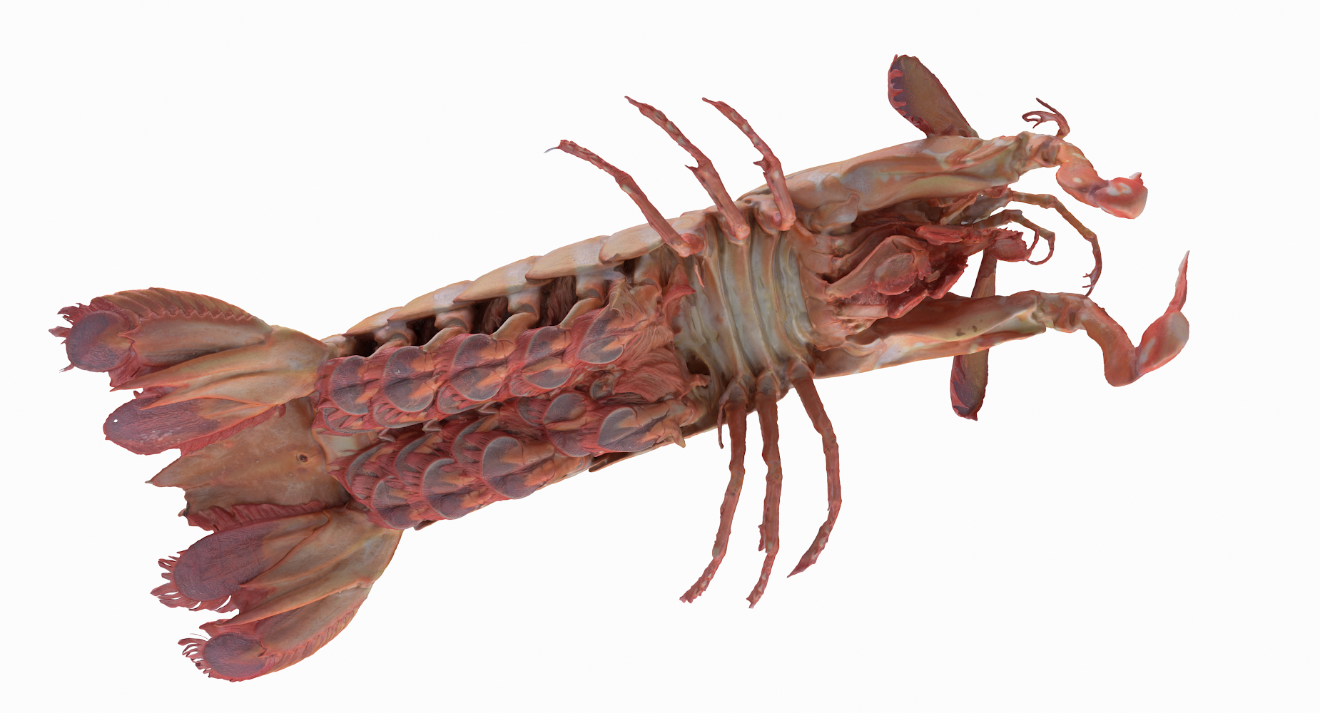mantis shrimp 3d model
