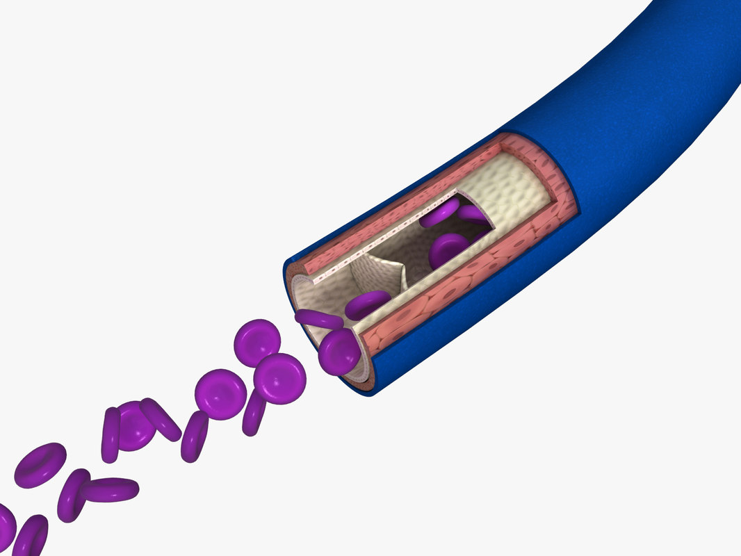 Blood vessel veins 3D - TurboSquid 1412130