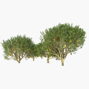 3D mango trees model