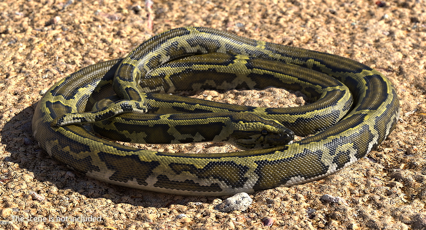 绿色python蛇卷曲的姿势3d模型