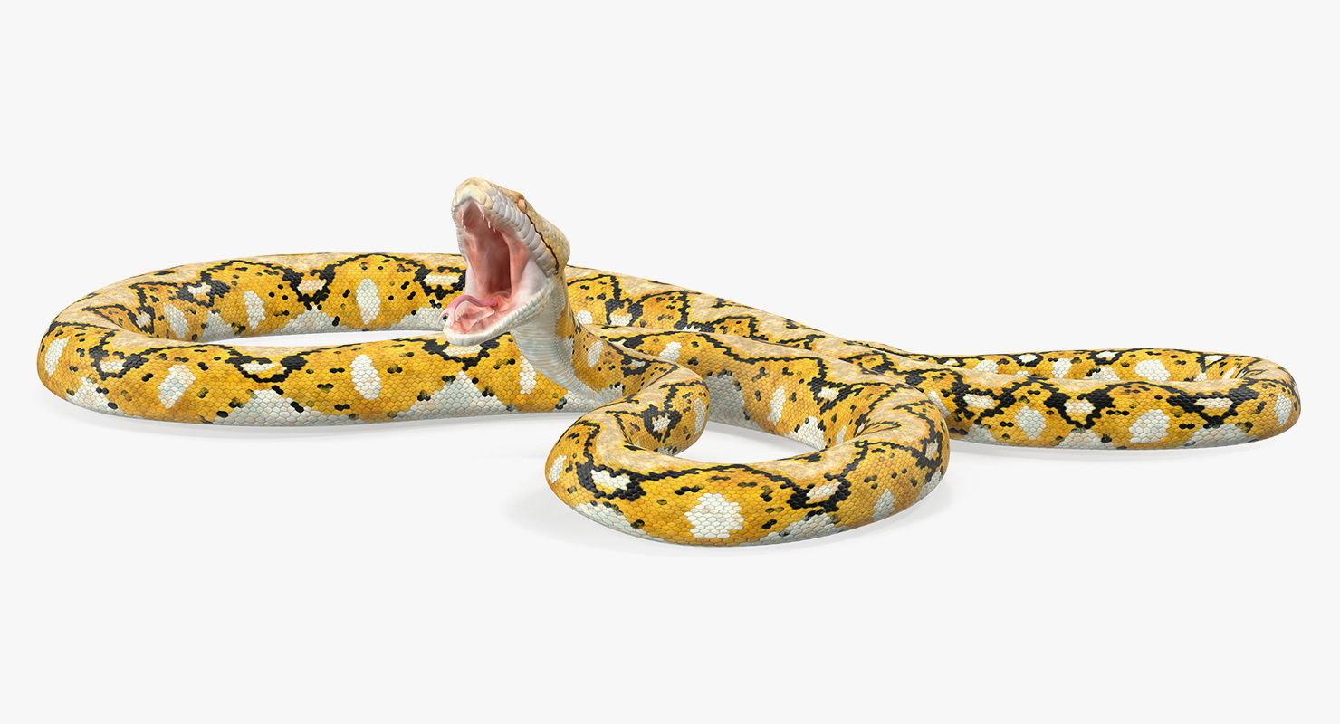 3D Yellow Python Snake Attack TurboSquid 1412938 3d yellow python snake attack turbosquid 1412938