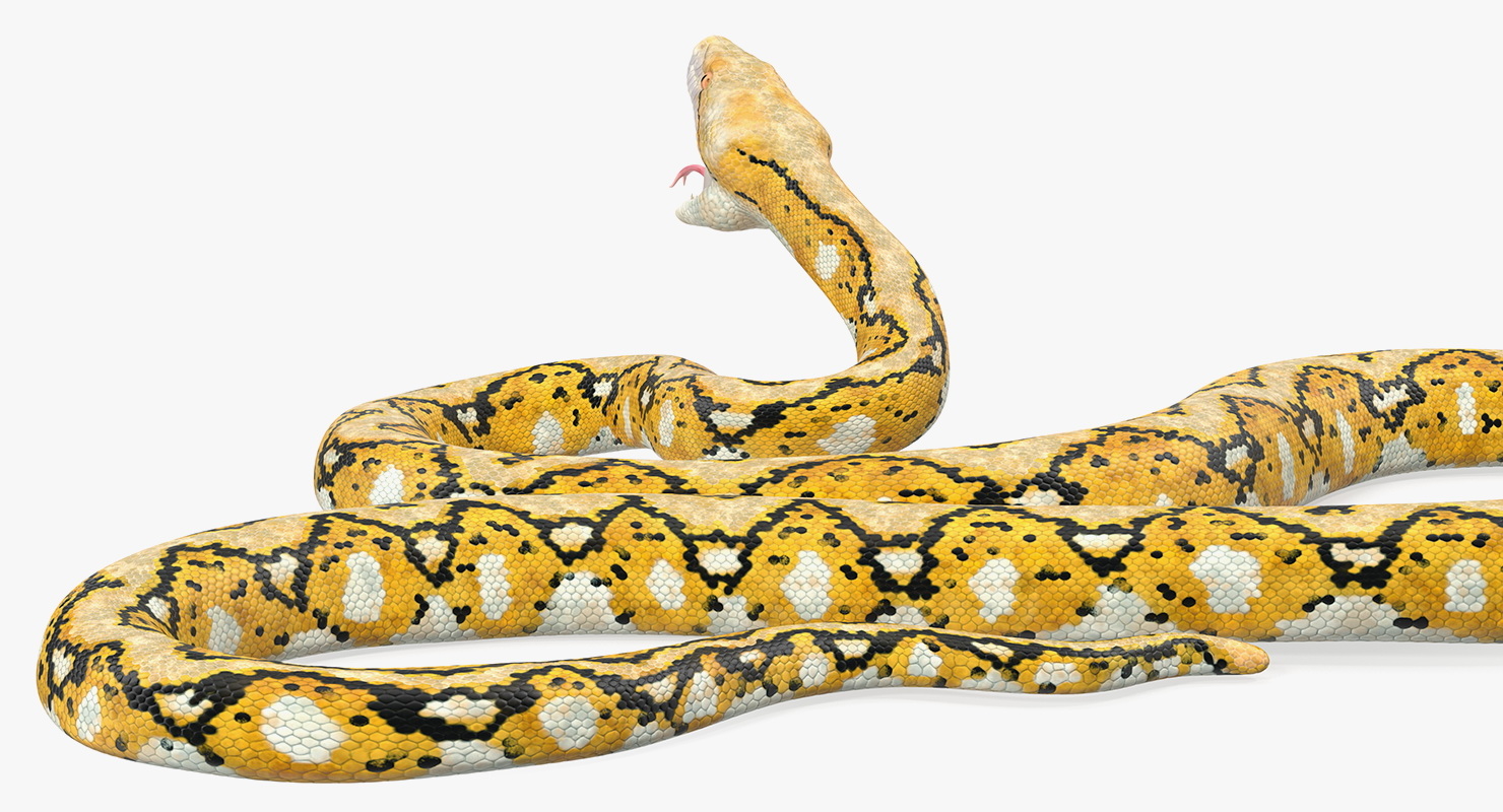 yellow python toy