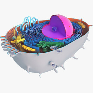 animal cell 3D model