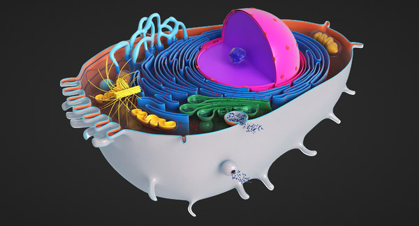 Animal Cell 3d Model Turbosquid 1412296