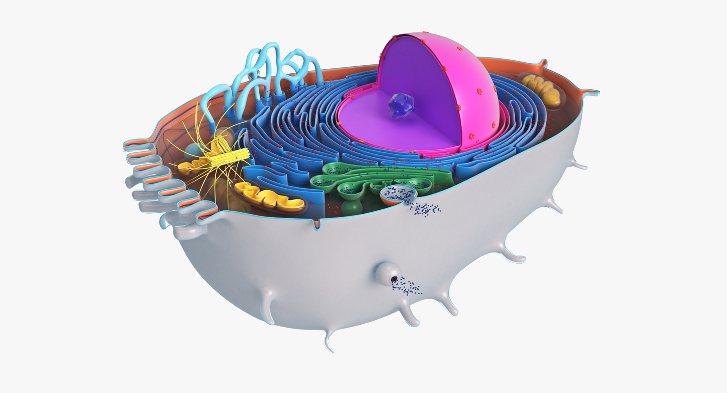 3D модель Животная клетка 2 - TurboSquid 1412296