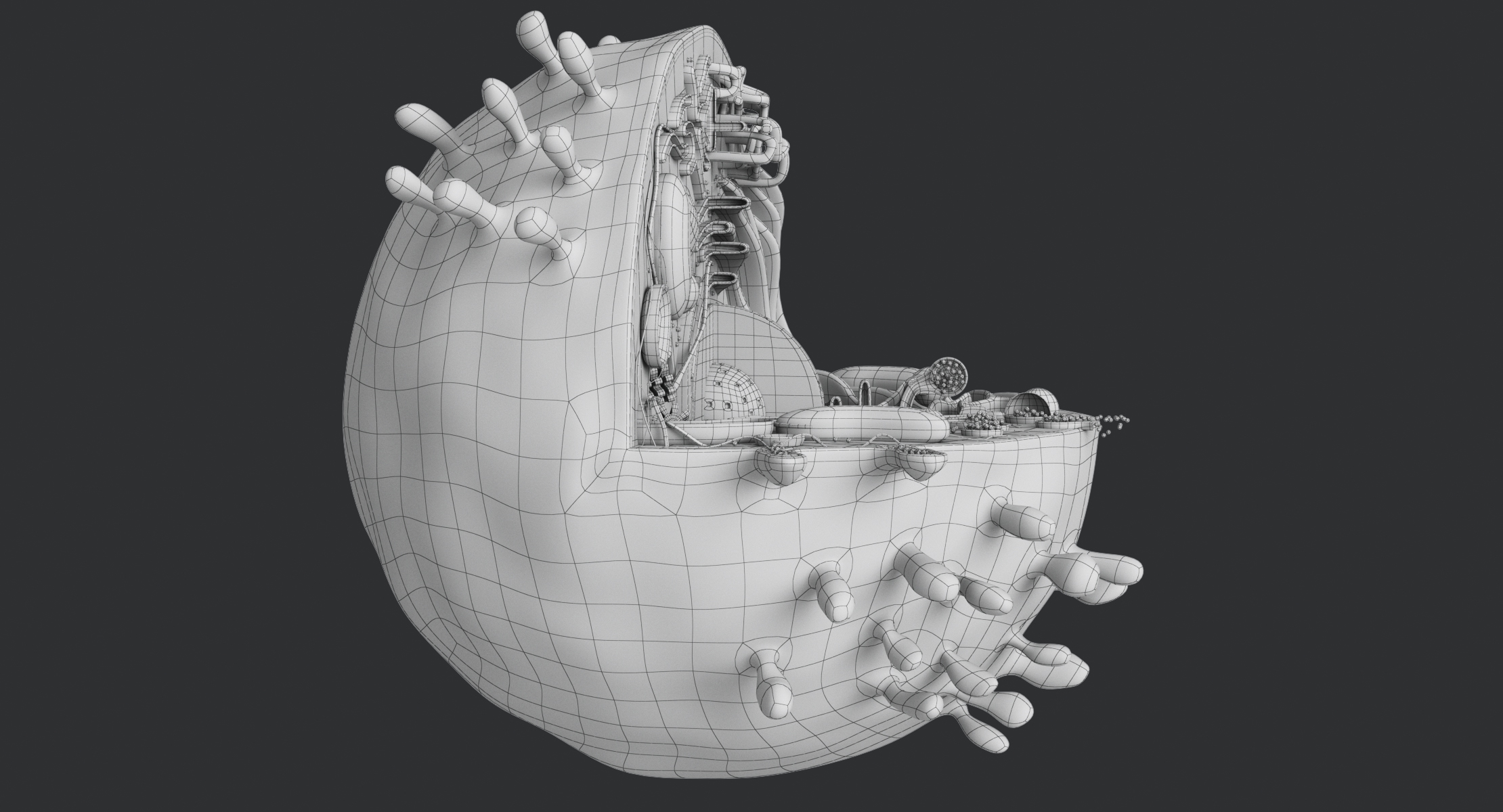 动物细胞3d模型