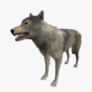 ready wolf 3D model