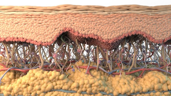 3D модель Сечение кожи - TurboSquid 1412978